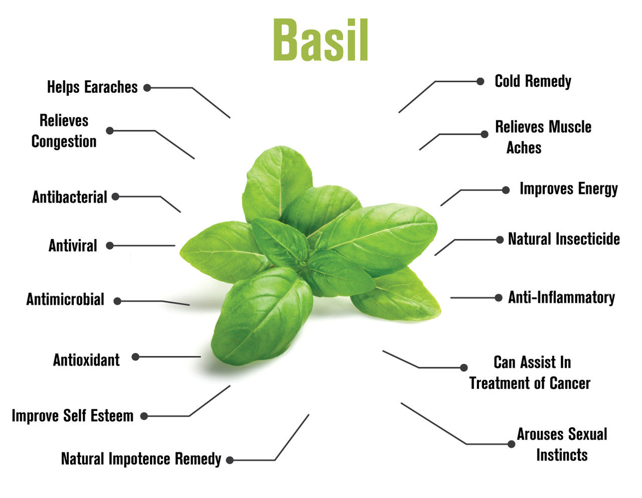 Basil Essential Oil