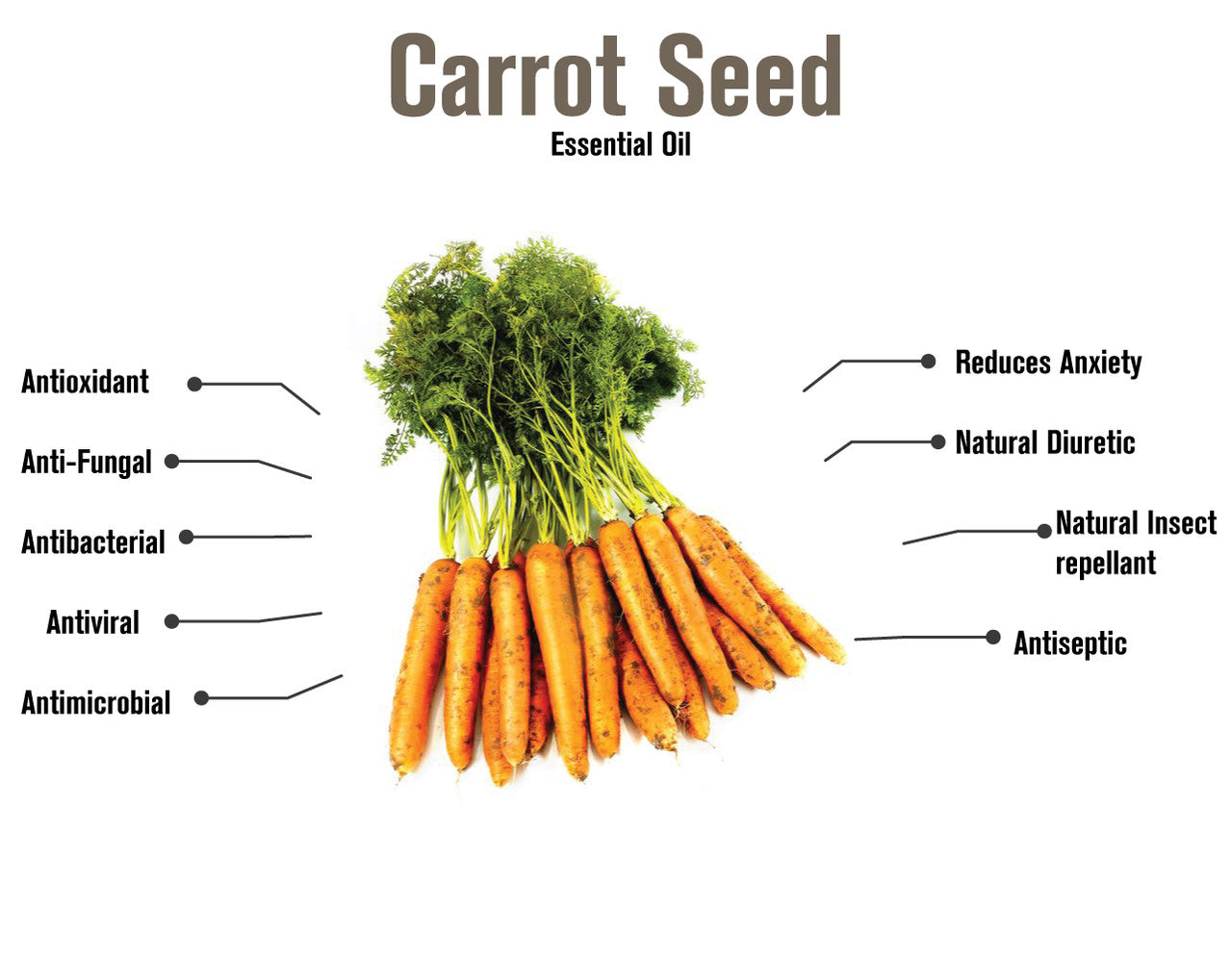 Carrot Seed Essential Oil